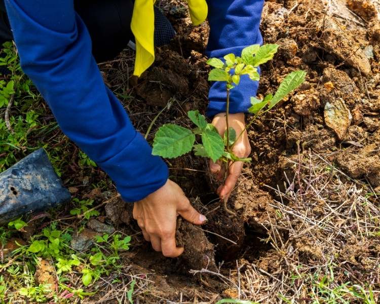 Worker lowering a root ball into a planting hole and firming the soil with a spade in a field