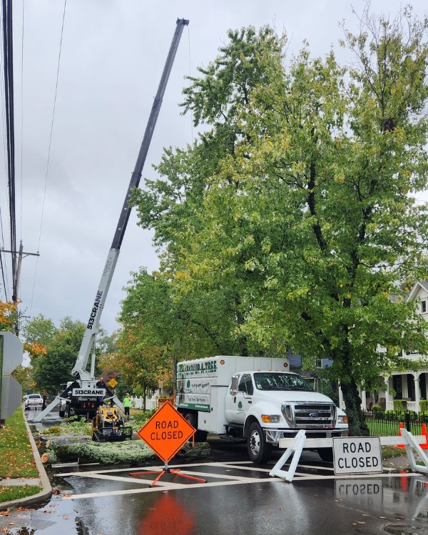 Priority Tree crane truck and branded box truck working a tree job behind "Road Closed" signs on a wet residential street