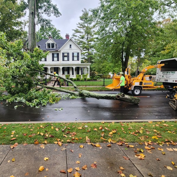 Ground crew clearing a large fallen tree from a wet street and feeding branches into a wood chipper after a storm