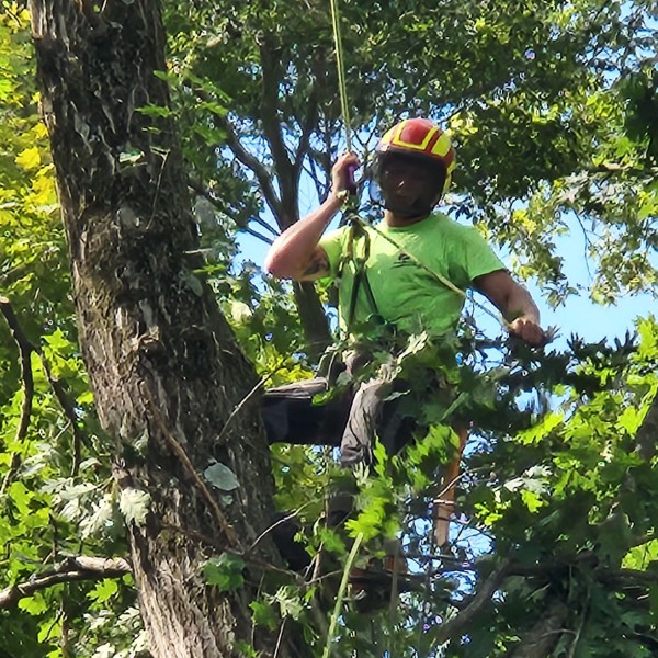 Priority Tree arborist in a green shirt and helmet, harnessed and roped high in a leafy tree