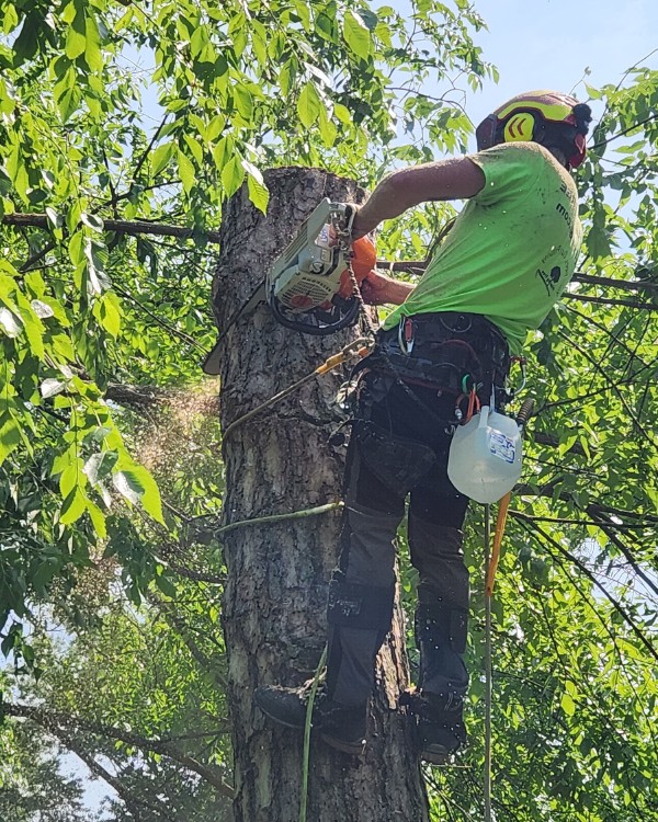 Climbing arborist roped into a tall trunk, cutting it with a chainsaw during a tree removal
