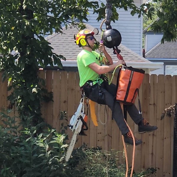 Harnessed arborist with a chainsaw being lifted by a crane hook over a fenced backyard