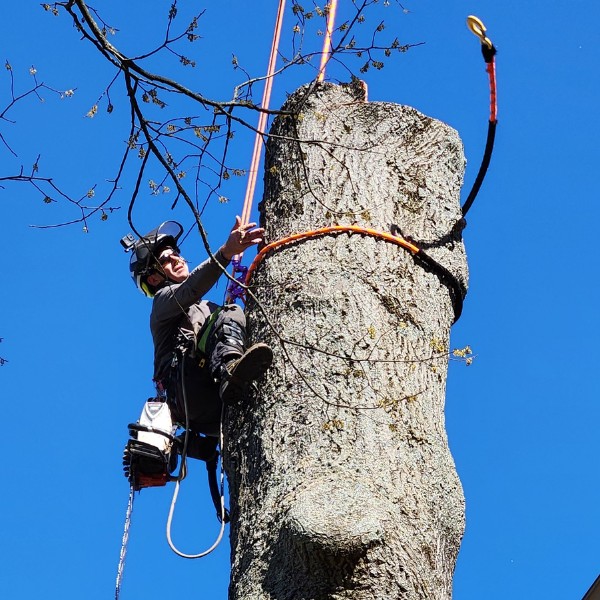Certified arborist secured by rope and harness performing controlled tree removal with rigging lines
