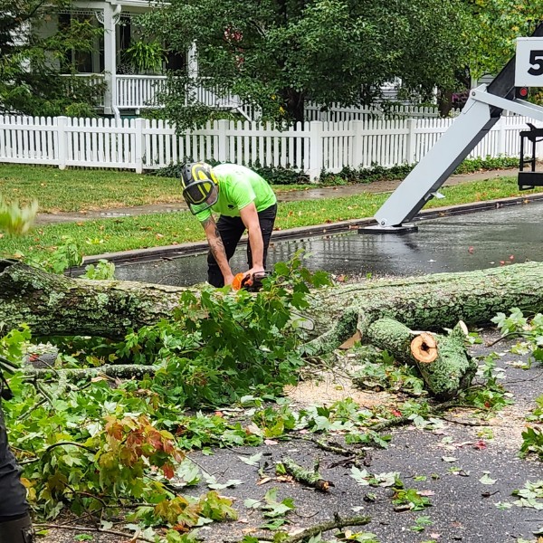Arborist cutting up a large fallen tree blocking a wet residential street after a storm