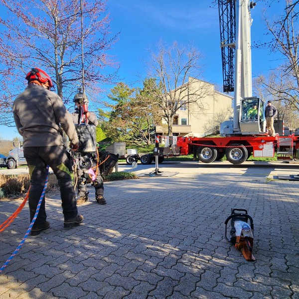 Crew rigging a crane hook to hoist an arborist for a tree removal in a residential driveway