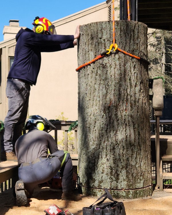 Two arborists rigging a large log section with ropes and slings beside a house