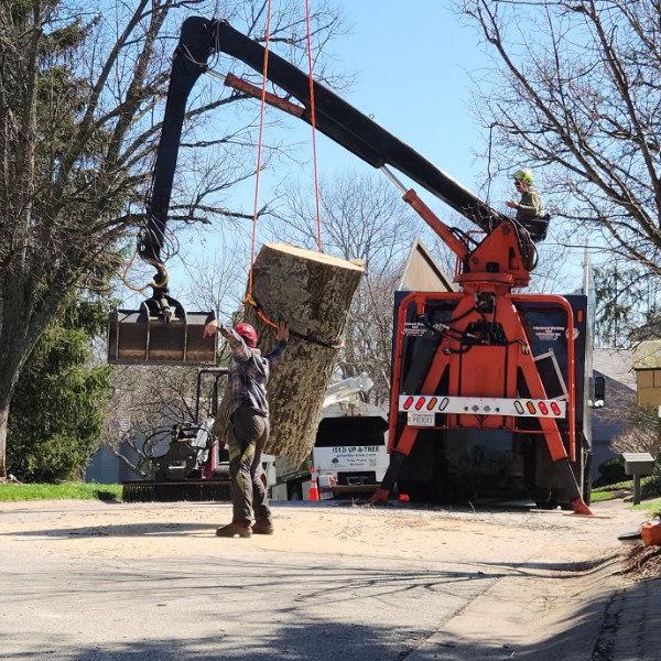 Priority Tree crew member guiding grapple truck to load cut tree logs during removal operation