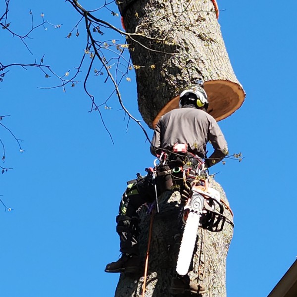 Certified arborist with safety gear climbing and cutting tree trunk section during removal