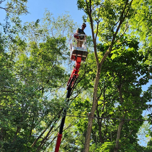 Arborist operating spider lift to prune foliage from tall tree in residential setting