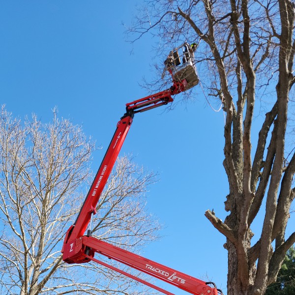 Arborist in elevated platform pruning tall tree branches using spider lift equipment