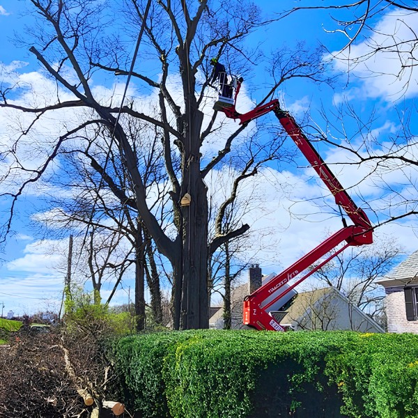 Arborist in a red spider lift bucket pruning a large bare tree above a manicured hedge