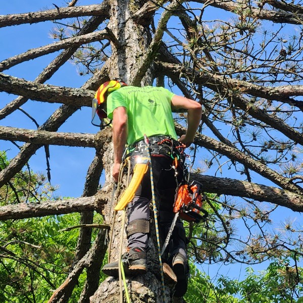 Climbing arborist in a green shirt roped into a tall pine trunk with a chainsaw during a tree removal
