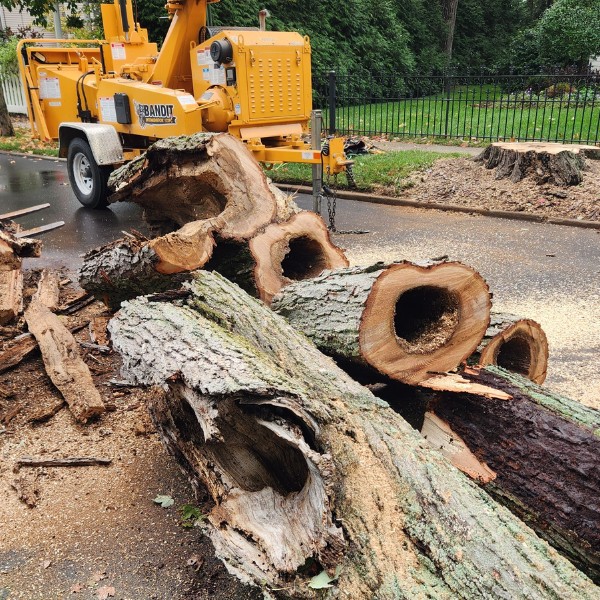 Sections of a hollow, decayed tree trunk on the ground beside a Bandit wood chipper and fresh stump