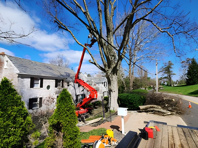 Boom lift positioned in a bare hackberry tree during removal near a stone house and street.