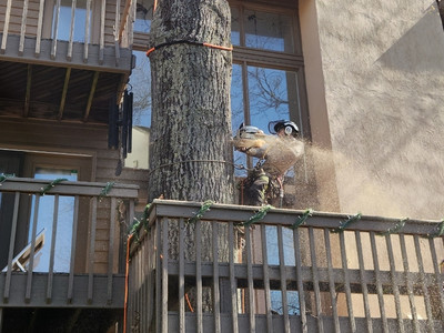 Arborist removing large oak tree next to residential deck and multi-story home