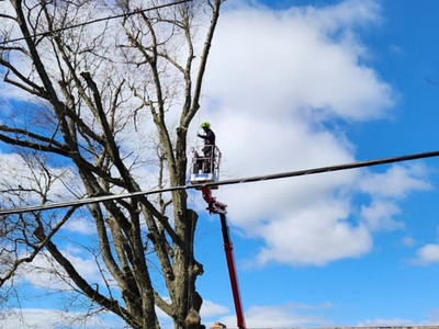 Arborist secured by rope while removing oak tree branches near electrical powerlines