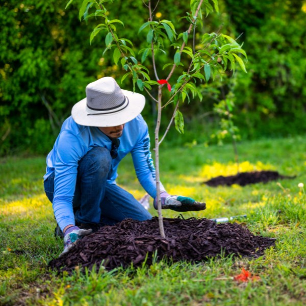 Worker in a sun hat mulching around a newly planted young tree in a grassy yard