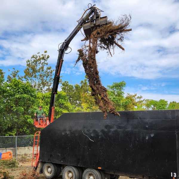 Grapple claw lifting a large uprooted tree and root ball into a black dump truck during yard waste removal