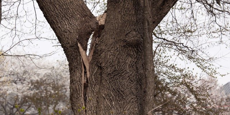 A large cracked tree branch partially broken and hanging from the limb.