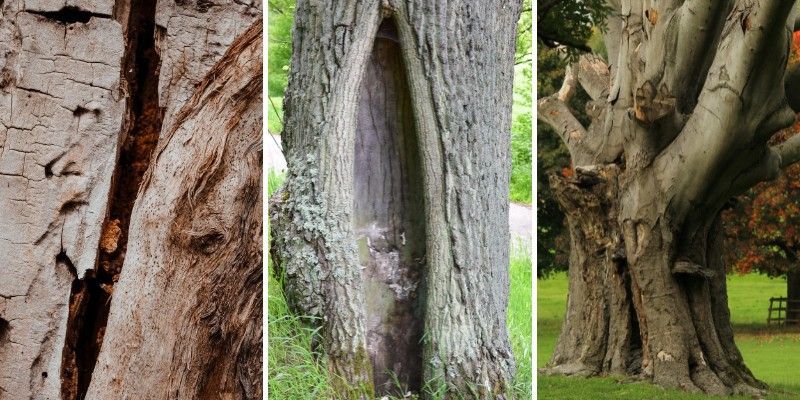 A mature tree trunk showing a vertical crack and open cavity where the wood has decayed.
