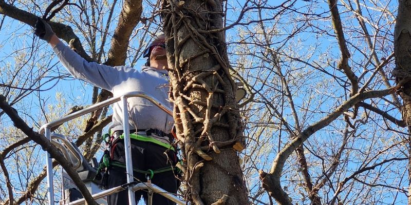 Arborist inspecting a mature tree covered with vines from an aerial lift.