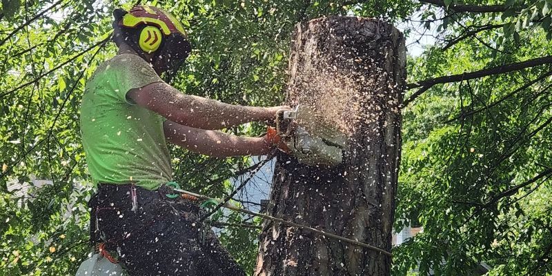 Arborist using a chainsaw to cut a large tree trunk during sectional removal.