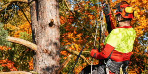 Arborist wearing climbing gear and a helmet working in a mature tree surrounded by orange fall foliage.