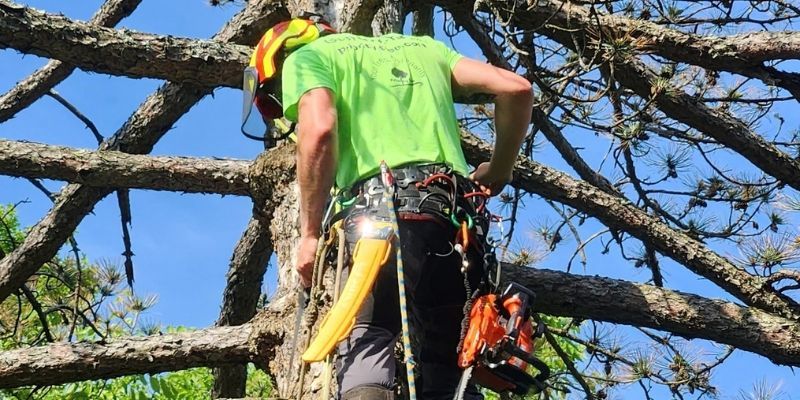 Arborist wearing climbing gear while working in a tree during a removal.