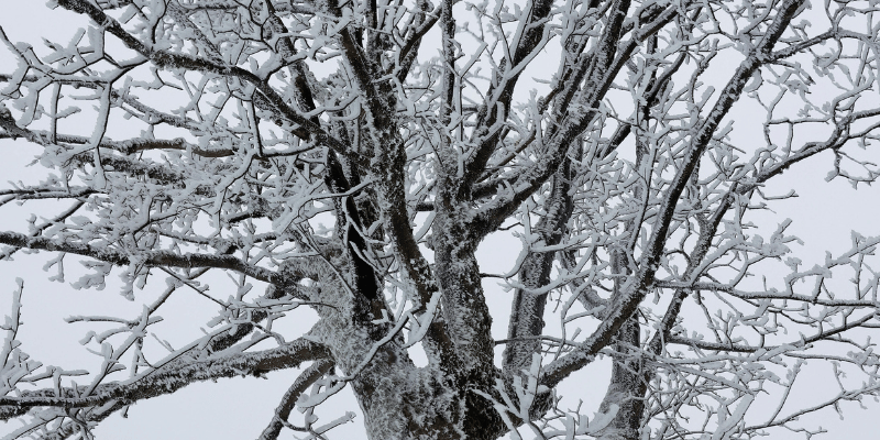 Bare tree branches and trunk coated in a layer of snow during winter weather.