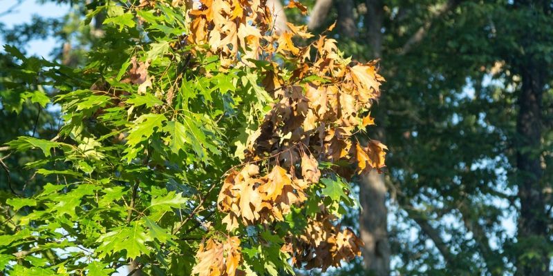 Brown dying leaves among green foliage in the canopy of an oak tree.