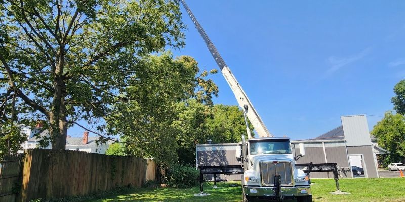 Crane positioned beside a mature tree during a residential tree removal in Cincinnati.