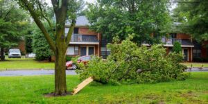 Large tree fallen across a residential yard after a storm in Greater Cincinnati, with the trunk and limbs resting on the grass.