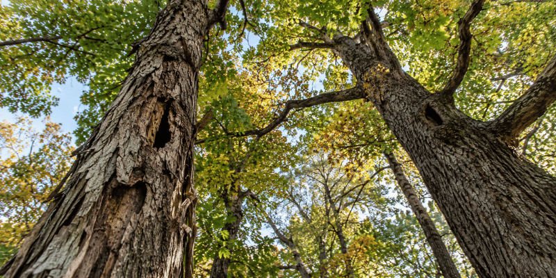 Mature hardwood trees with shaggy bark in an Ohio woodland, typical summer roosting habitat for bats.