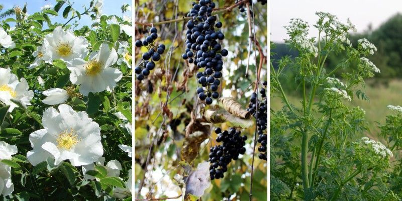 Three invasive plants commonly found in Cincinnati: multiflora rose blooms, wild grape vine with dark purple fruit, and poison hemlock growing in a field.