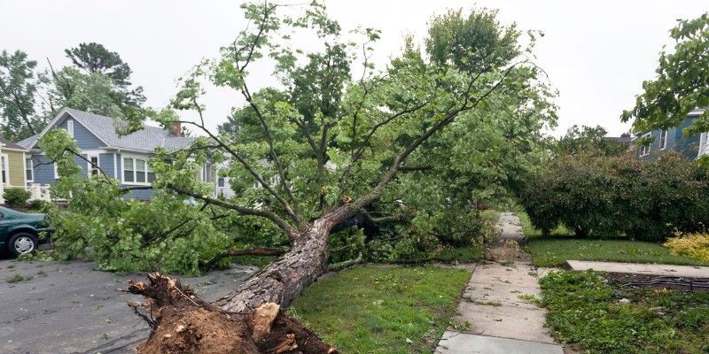Uprooted tree lying across a lawn beside a house, its root plate lifted out of the ground after high winds.