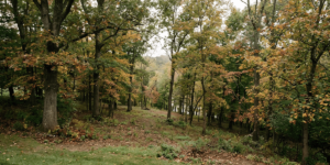 Wooded residential lot in Clermont County, Ohio with mature hardwood trees in early fall.